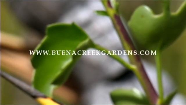 New Beuna Creek Gardens TV Commercial смотреть онлайн
