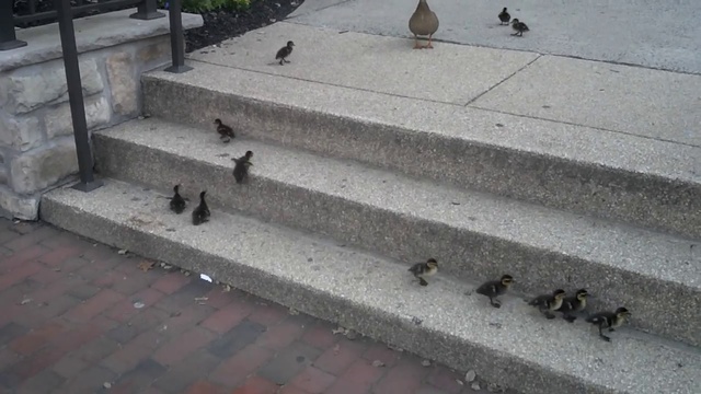 Сильные волей утятки смотреть онлайн