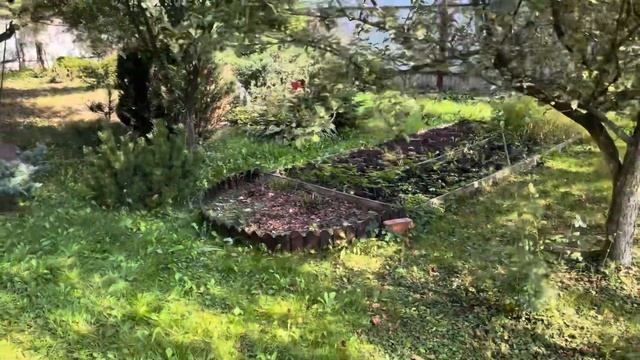 Моя любимая дача 13 сентября 2023❤️Мои розы, гортензии! Обрезала пионы. Осенние работы. смотреть онлайн