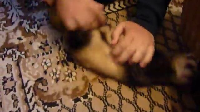 молодые самцы хорьков смотреть онлайн