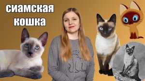 Сиамская кошка. История и особенности породы