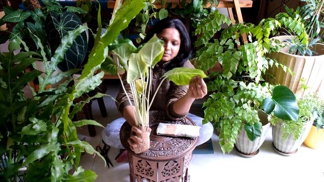 Unboxing HOMALOMENA LINDENII And SCINDAPSUS PICTUS ARGYRAEUS