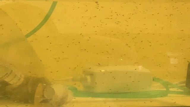 Как выращивать малька барбуса и данио с первых дней смотреть онлайн