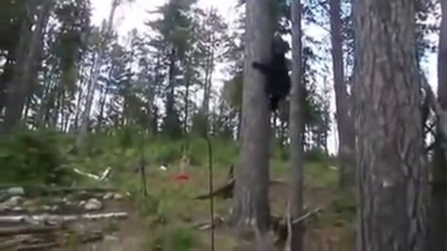 Страшнее кошки зверя нет... смотреть онлайн