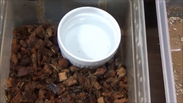 Cutting Ball Python eggs!!! Super Pastel YB x Banana Enchi смотреть онлайн