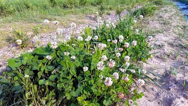 Голубика садовая Сезон 2022 смотреть онлайн