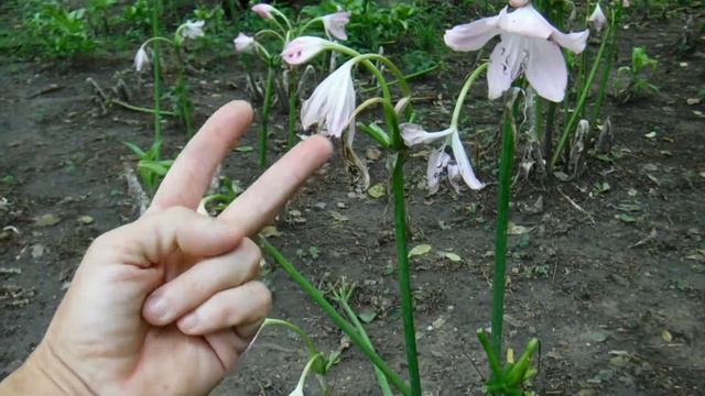 Naked Ladies for Peace смотреть онлайн