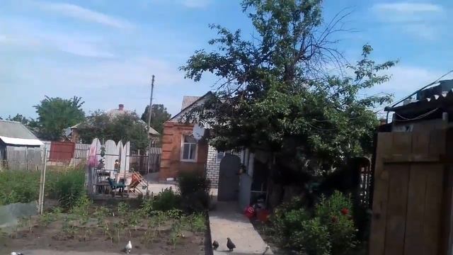 Бойные голуби 2019г.Столбовая игра. смотреть онлайн