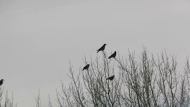 Russian hunting. Crow Hunting. Чисто карловский день. смотреть онлайн