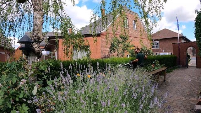 Trimming Beech And Yew Hedge