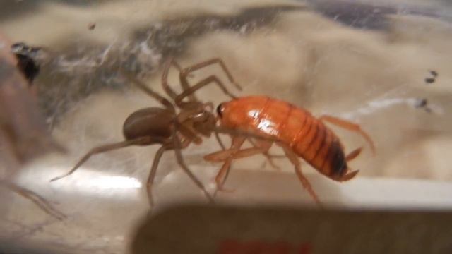 Araña Loxosceles laeta cazando cucaracha V смотреть онлайн
