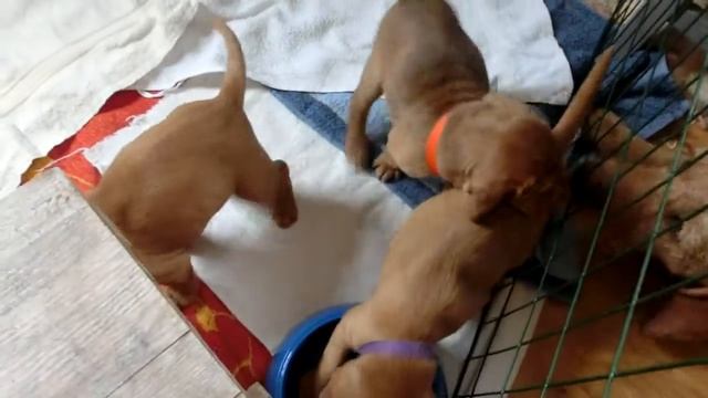 Griffon Fauve De Bretagne / Fawn Brittany Griffon / Рыжий бретонский гриффон