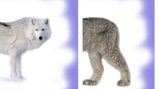 Развивающие карточки для детей - животные севера смотреть онлайн