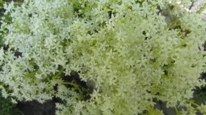 Очиток белый "Chloroticum"