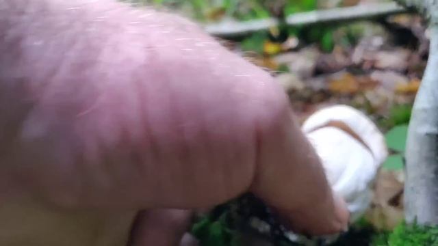 Гриби ростуть групами, їх багато. Дві поляни і додому. смотреть онлайн