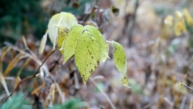 2019 10 09 ОХОТА НА ГЛУХАРЯ смотреть онлайн