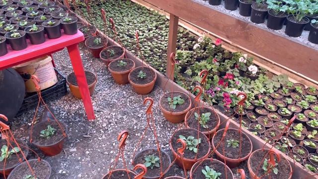 Цветов много не бывает , набиваем кашпо . смотреть онлайн