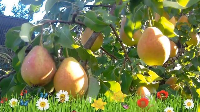 Груша обыкновенная Потаповская ? Обзор: посадка и уход. крупномеры груши: описание и особенности смотреть онлайн