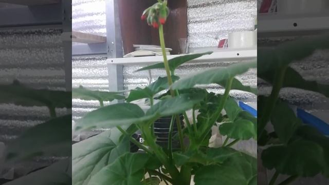 Пеларгония серии НАНО, выращивание из семян, ПРОДОЛЖЕНИЕ, для пышного цветения формируем куст смотреть онлайн