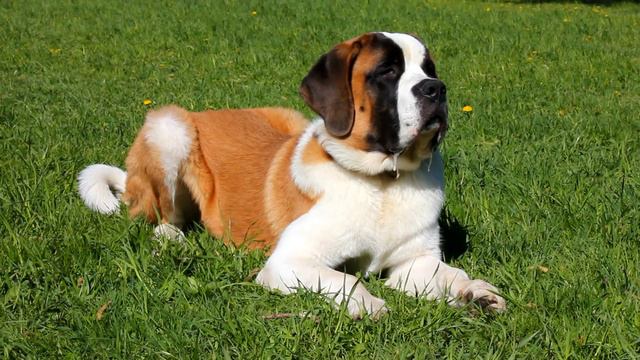 Сенбернар Доминик смотреть онлайн