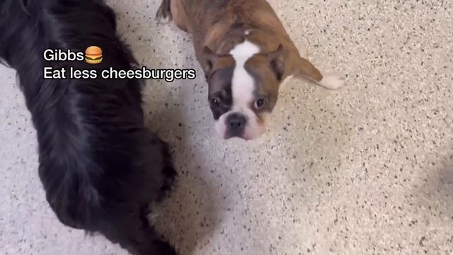 Let’s see what dogs have New Year’s resolutions at dog daycare! (Extended Version) смотреть онлайн