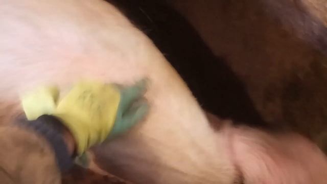 Как рожает свинья???Появление поросенка на свет! сколько осталось поросят.