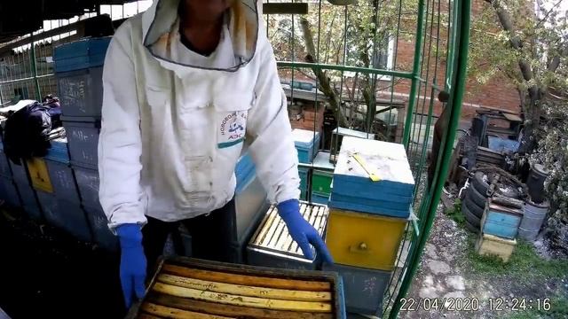 Белая акация через 20 дней.Ускоряем развитие пчела семей к Белой акации.Окупация пасеки Щурами. смотреть онлайн