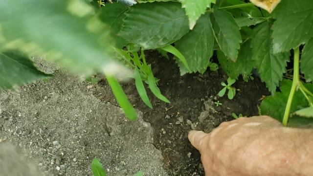 Сроки плодоношения разных сортов ежевики. смотреть онлайн