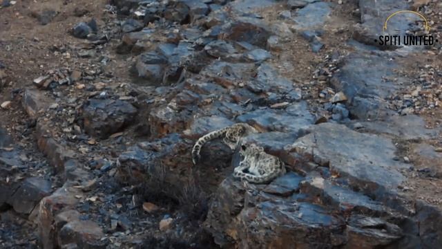 Snow Leopard Territorial Fight смотреть онлайн