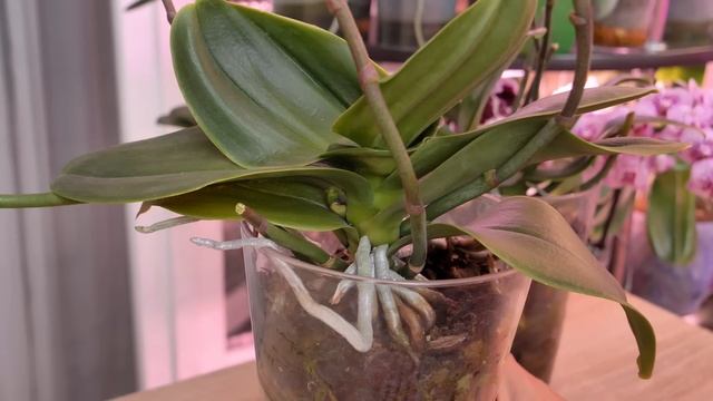 Орхидеи после глубокой инфекции ствола ВОССТАНОВИЛА. ЧТО ТВОРЯТ Сакуры!