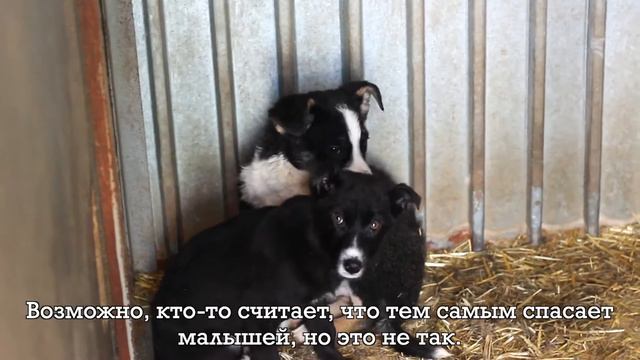 Животные в отлове г. Челябинск смотреть онлайн