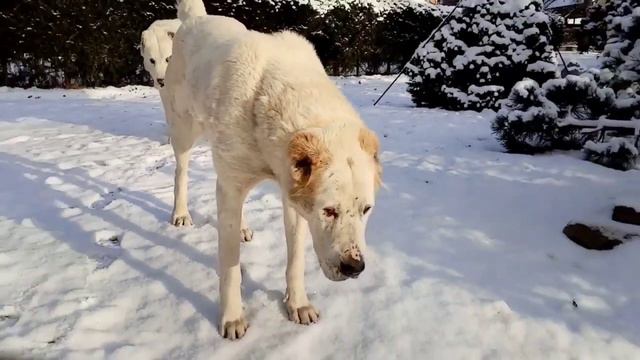 Питание и выращивание щенков САО от 0 до 5 месяцев смотреть онлайн