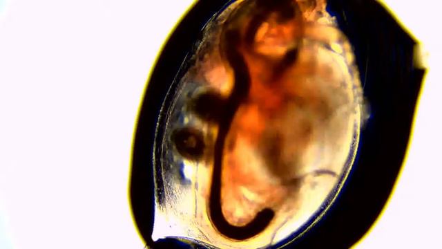 Nicotine 0 001 mg per mL 3 смотреть онлайн