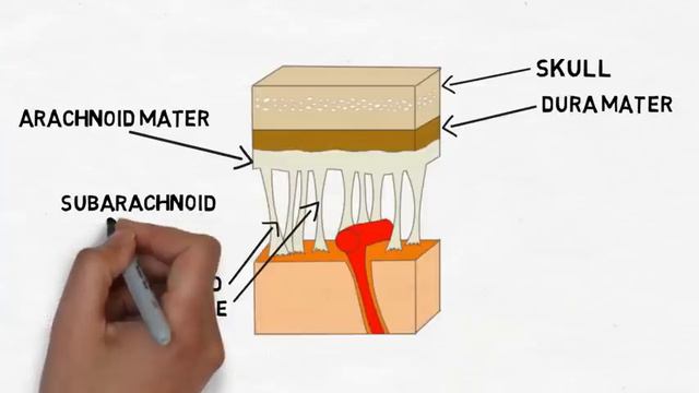 2-Minute Neuroscience: The Meninges смотреть онлайн