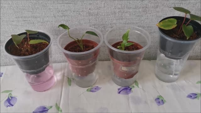 Фитильный полив для антуриума, можно ли выращивать антуриум на фитиле? смотреть онлайн