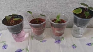 Фитильный полив для антуриума, можно ли выращивать антуриум на фитиле?