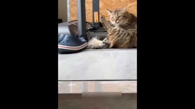 Приколы с котами! С ОЗВУЧКОЙ! Самые смешные животные! Смешные видео смотреть онлайн