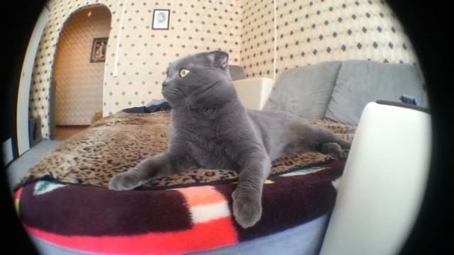 Кошка слышит странные звуки :D смотреть онлайн