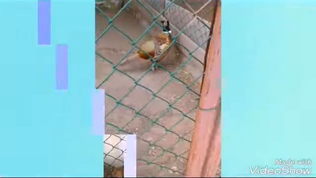 Животные со страусиной фермы смотреть онлайн