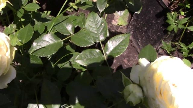 Цветение розы Lemon Rokoko ( Tantau Германия, 2016, флорибунда)  30.06.2018