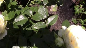 Цветение розы Lemon Rokoko ( Tantau Германия, 2016, флорибунда)  30.06.2018