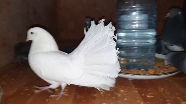 Петя и компания. Часть 13 смотреть онлайн