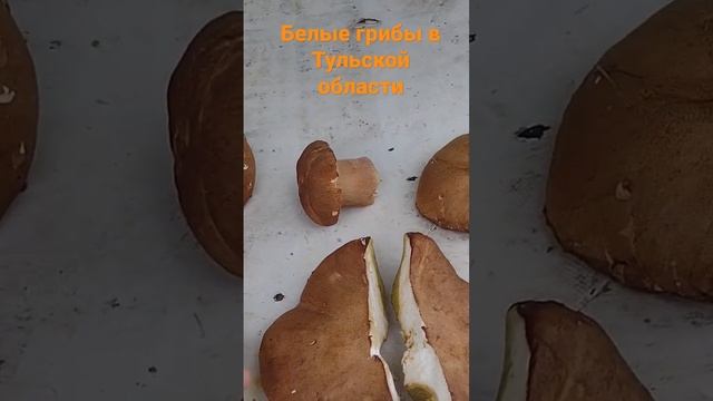 БОЛЬШИЕ ГРИБЫ В ТУЛЬСКОЙ ОБЛАСТИ смотреть онлайн