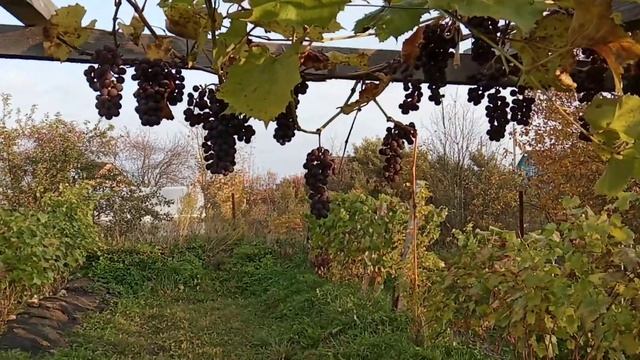 Саперави смоленский в октябре под Гатчиной смотреть онлайн