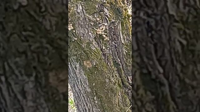 Улыбающаяся весенняя птица Феникс. смотреть онлайн