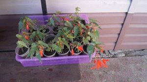 Бегония Боливийская ампельная.Как выращивать,размножать,черенковать бегонию Боливийскую.