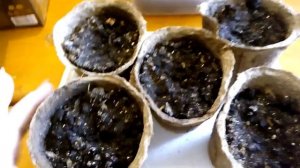 Посаженные семена Кивано " Зелёный дракон ", спустя 2 недели с посадки