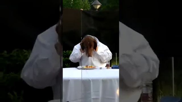 Пёс в ресторане смотреть онлайн