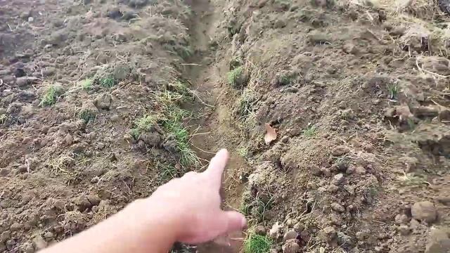 Посадка чеснока, роем траншеи и возим навоз смотреть онлайн