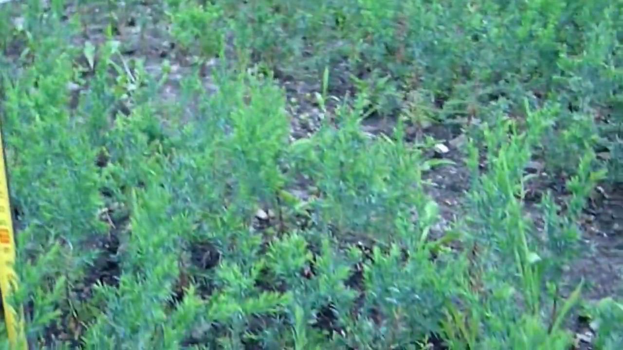 Какой высоты можжевельник виргинский Глаука 3-х летка? Можжевельники для живой изгороди смотреть онлайн